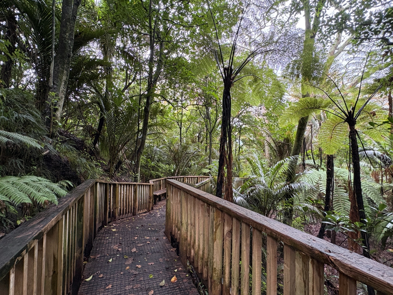 Pukekawa Auckland Domain Paths Reopen After Storm-Damaged Walks Restored